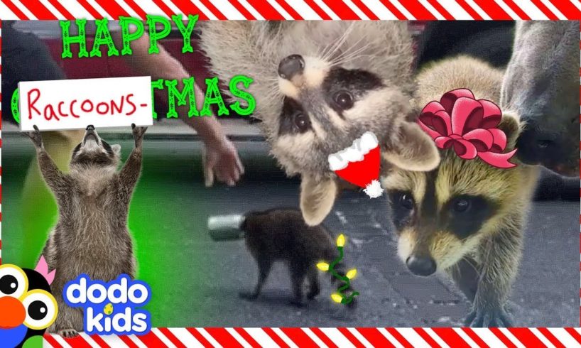 Happy Raccoons-mas! | 30 Minutes Of Raccoon Rescues | Dodo Kids