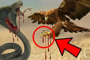 Hawk Vs Snake Amazing Fight | Wild Animal fights | Amazing facts in hindi | ATW