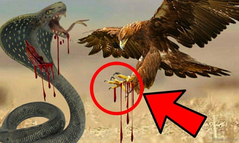 Hawk Vs Snake Amazing Fight | Wild Animal fights | Amazing facts in hindi | ATW
