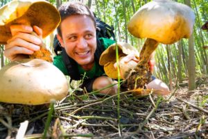 Head-Sized GIANT MUSHROOMS!! ?  Pick + Cook 3 Ways - LOCAL FOOD DELICACY!!