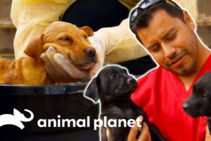 Hector Rescues Puppies Left Homeless After Flood | Dr. Jeff: Rocky Mountain Vet