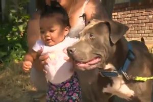 Hero Pit Bull Rescues Baby from Fire