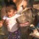 Hero Pit Bull Rescues Baby from Fire