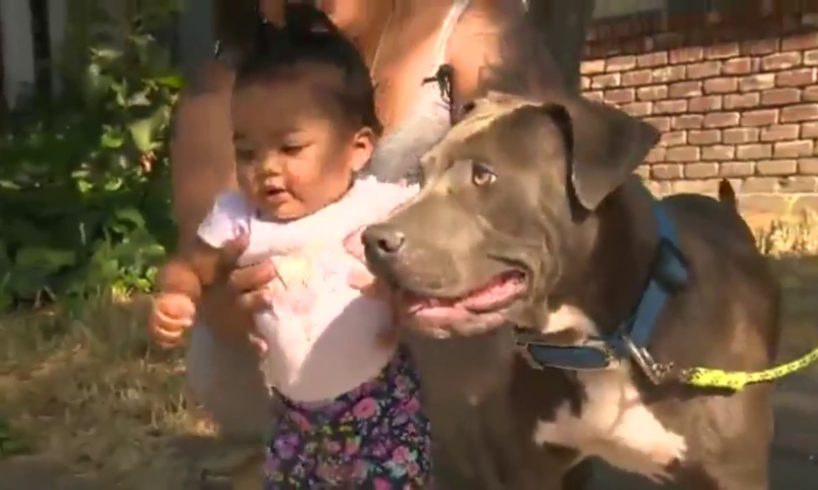 Hero Pit Bull Rescues Baby from Fire