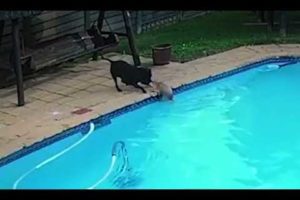 Hero Staffordshire terrier dog  rescues toy Pomeranian from drowning