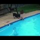Hero Staffordshire terrier dog  rescues toy Pomeranian from drowning