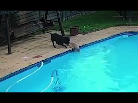 Hero Staffordshire terrier dog  rescues toy Pomeranian from drowning