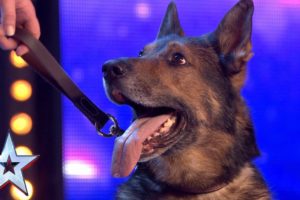 Heroic police dog Finn moves the Judges to tears | Auditions | BGT 2019