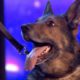 Heroic police dog Finn moves the Judges to tears | Auditions | BGT 2019