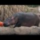 Hippo Fiona and Other Animals Playing with Pumpkins - Cincinnati Zoo