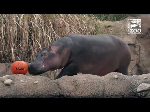 Hippo Fiona and Other Animals Playing with Pumpkins - Cincinnati Zoo