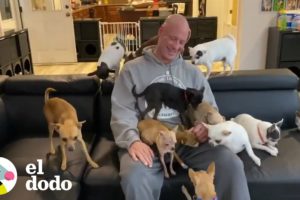 Hombre ama rescatar Chihuahuas abandonados I El Dodo