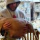 Hombre decide darle un hogar de paso a una perrita MUY embarazada | El Dodo ¡Adóptame!