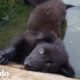 Hombre encuentra cachorrita inmóvil en el río | El Dodo
