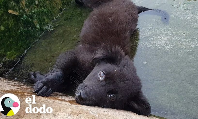 Hombre encuentra cachorrita inmóvil en el río | El Dodo