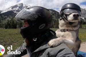 Hombre hace el acto más dulce cuando su perro mayor quiere ir en moto | El Dodo