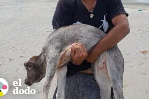 Hombres cargan a un becerro para salvarle la vida | El Dodo