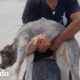 Hombres cargan a un becerro para salvarle la vida | El Dodo