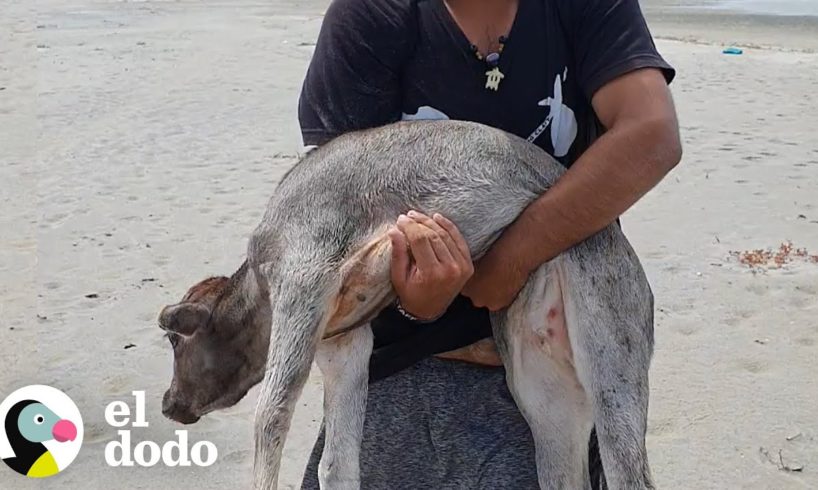 Hombres cargan a un becerro para salvarle la vida | El Dodo