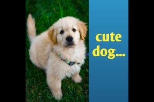 Honest Dog|dogs|Cute puppies||dog honest