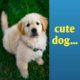 Honest Dog|dogs|Cute puppies||dog honest