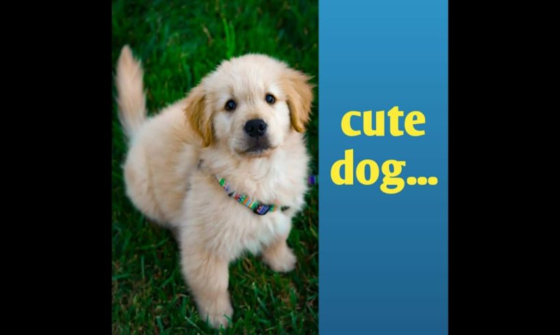 Honest Dog|dogs|Cute puppies||dog honest