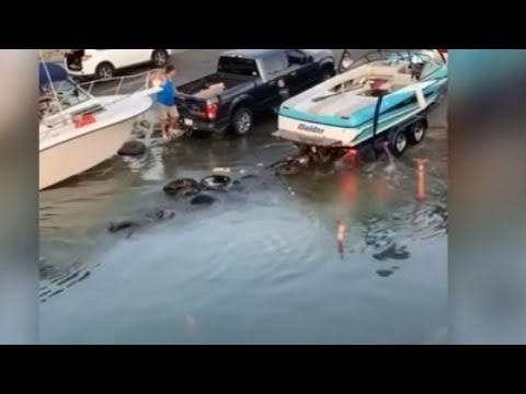 Honk if you can't swim | Boat Fails of the Week