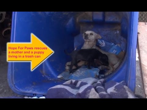 Hope For Paws rescues a mom and a puppy living in a trash can.  Please share.