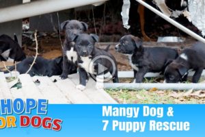 Hope Rescues 7 Puppies & Mangy Dog - The Dog Saviors
