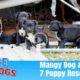 Hope Rescues 7 Puppies & Mangy Dog - The Dog Saviors
