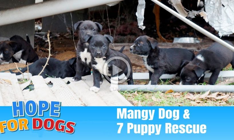 Hope Rescues 7 Puppies & Mangy Dog - The Dog Saviors