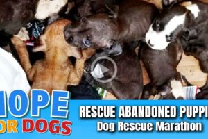 Hope Rescues Abandoned Puppies in Burned-Out House