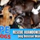 Hope Rescues Abandoned Puppies in Burned-Out House