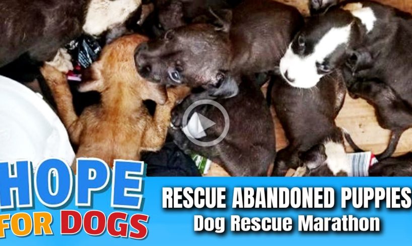 Hope Rescues Abandoned Puppies in Burned-Out House