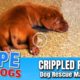 Hope Rescues Crippled Puppy From Kentucky