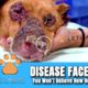 Hope Rescues Disease Face Puppy - @Viktor Larkhill Extreme Rescue
