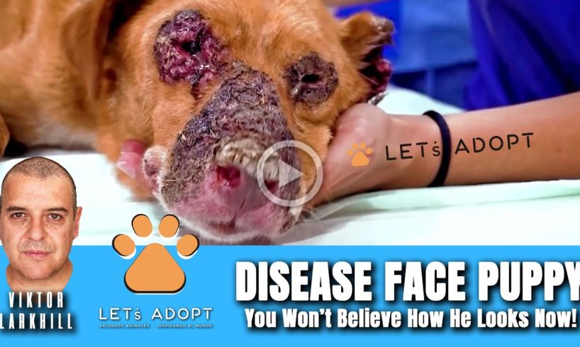 Hope Rescues Disease Face Puppy - @Viktor Larkhill Extreme Rescue