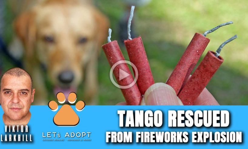Hope Rescues Dog That Had Fireworks Strapped To Bum & Exploded - @Viktor Larkhill Extreme Rescue