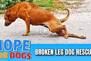 Hope Rescues Dog With Broken Leg