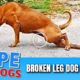 Hope Rescues Dog With Broken Leg