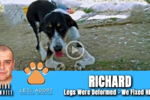 Hope Rescues Dog With Twisted Front Legs Named Richard - @Viktor Larkhill Extreme Rescue