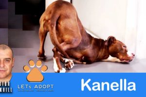 Hope Rescues Kanella With 3 Legs & Only 2 Good @Viktor Larkhill #DogRescue