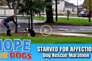 Hope Rescues Mama Dog Starving for Affection