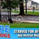 Hope Rescues Mama Dog Starving for Affection