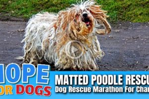 Hope Rescues Matted Poodle After Crazy Chase!