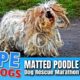 Hope Rescues Matted Poodle After Crazy Chase!