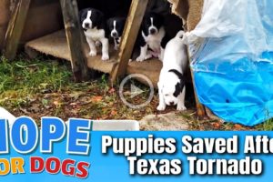 Hope Rescues Puppies From Texas Tornado - Forgotten Dogs Rescue