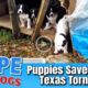 Hope Rescues Puppies From Texas Tornado - Forgotten Dogs Rescue