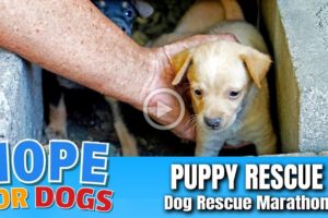 Hope Rescues Puppies Under Garage