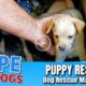 Hope Rescues Puppies Under Garage